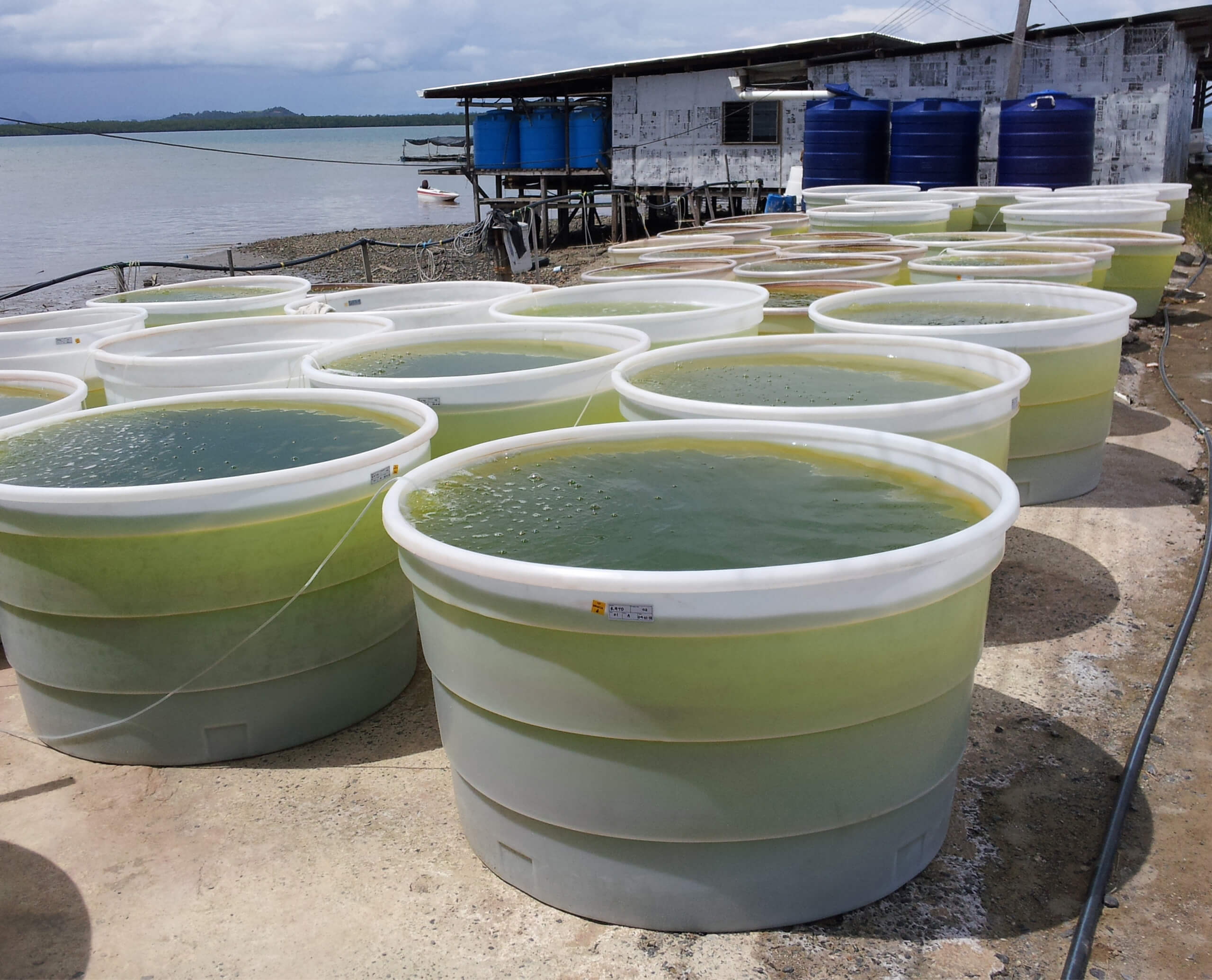 Aqualife R9TD Darvel Bay Hybrid Aquaculture Kunak, Sabah